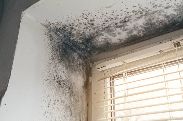 Affordable Mold Remediation solutions in Okemos, MI